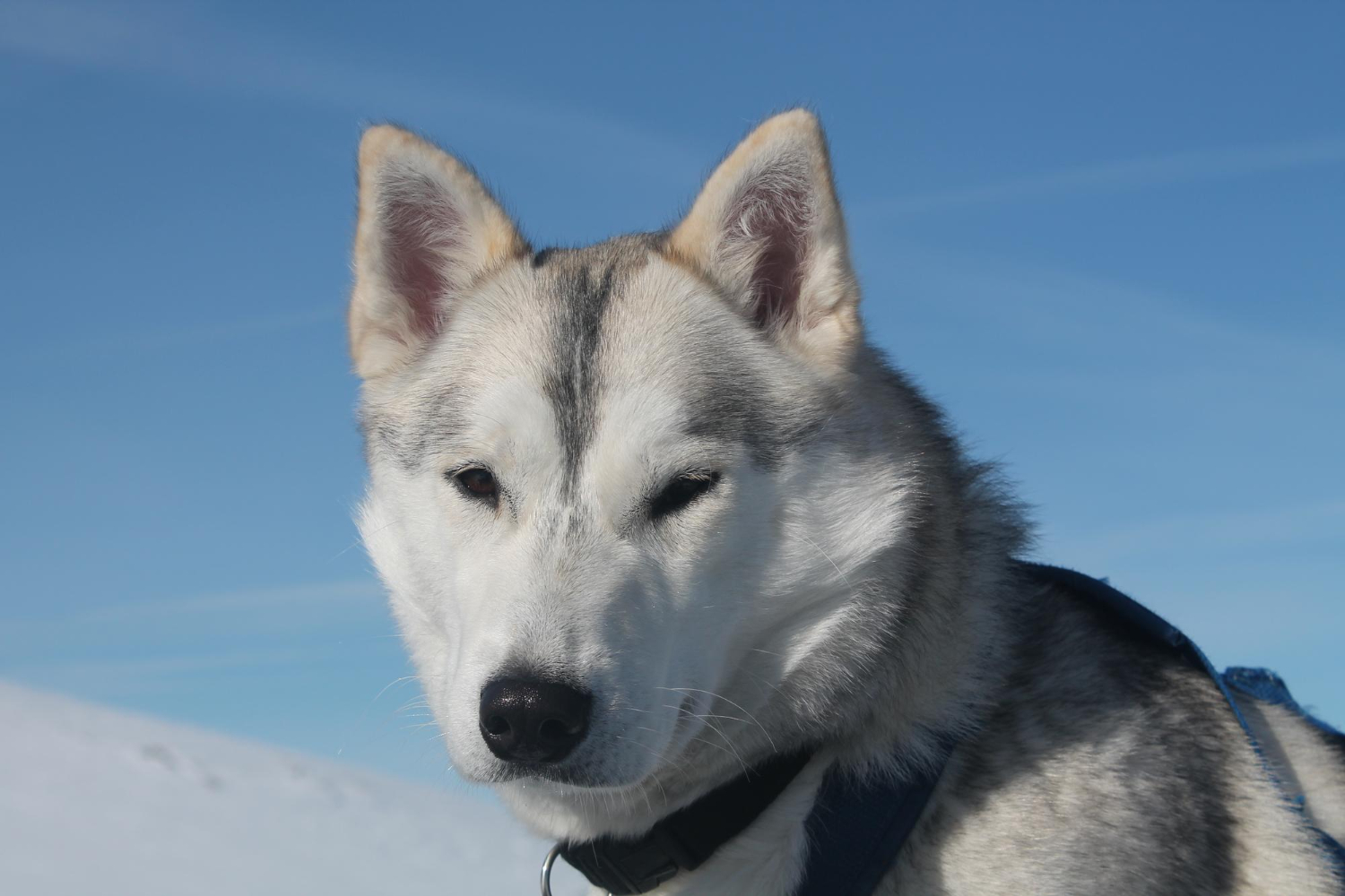 Siberian
